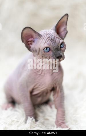 Portrait eines einheimischen kanadischen Sphynx Cat Kätzchens mit großen blauen Augen, das auf einem weißen Teppich mit langem Haufen sitzt. Nahaufnahme des haarlosen weiblichen Kits von vorne Stockfoto