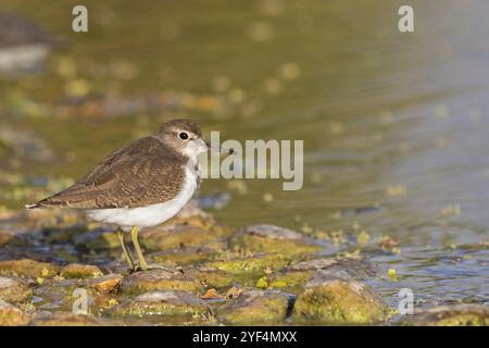 Sandflößer, Sandflößer (Actitis hypoleuco), Biotope, Habitat, Nahrungssuche Stockfoto