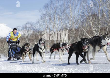 PETROPAVLOVSK, KAMTSCHATKA HALBINSEL, RUSSLAND, 25. Februar 2017: Laufschlittenhundeteam Kamtschatka Musher Vitaly Tishkin. Kamtschatka Schlittenhund Racing Beringia, R. Stockfoto