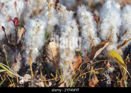 Salix arctica, arktische Weide, winzige Kriechweidenfamilie Salicaceae, niedrig pubertierender Sträucher, mit seidigen und silbrigen Haaren. Nahaufnahme der Pflanze, Growi Stockfoto