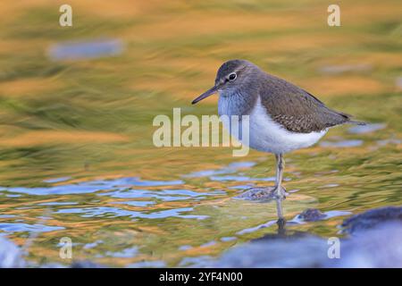 Sandpiper, Sandpiper (Actitis hypoleuco), Biotope, Habitat, Nahrungssuche, Lesbos, Griechenland, Europa Stockfoto