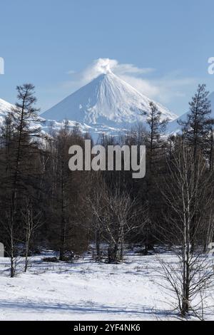 Winterliche Vulkanlandschaft der Kamtschatka Halbinsel: Blick auf den Kegel der Eruption aktiv Klyuchevskoy Vulkan und Landschaft Winterwald. Russischer Fernost, Kam Stockfoto