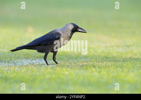 Leuchtende Krähe (Corvus splendens), Allesfresser, Gattung von Raben und Krähen, Korviden, Al Qurm Park, Muscat, Muscat, Oman, Asien Stockfoto