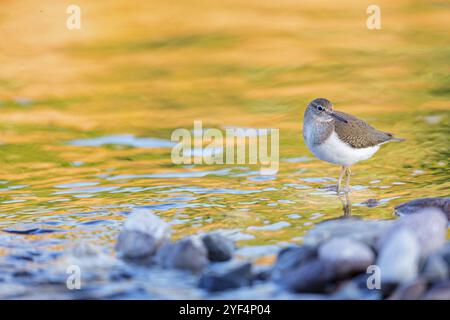 Sandpiper, Sandpiper (Actitis hypoleuco), Biotope, Habitat, Nahrungssuche, Lesbos, Griechenland, Europa Stockfoto