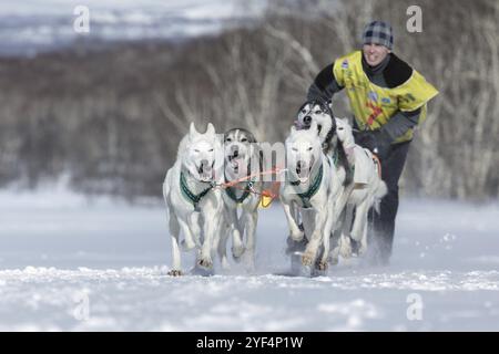 KAMTSCHATKA HALBINSEL, RUSSLAND, 25. Februar 2017: Running Schlittenhund Team Alaskan Husky Kamtschatka Musher Sitnikov Alexey. Kamtschatka Schlittenhund Racing Beringia, R. Stockfoto