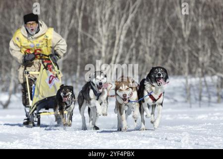 PETROPAVLOVSK, KAMTSCHATKA HALBINSEL, RUSSLAND, 25. Februar 2017: Running Alaska Schlittenhund Team Kamtschatka Musher Revenok Vladislav. Kamtschatka-Schlittenhund-Rennen Stockfoto