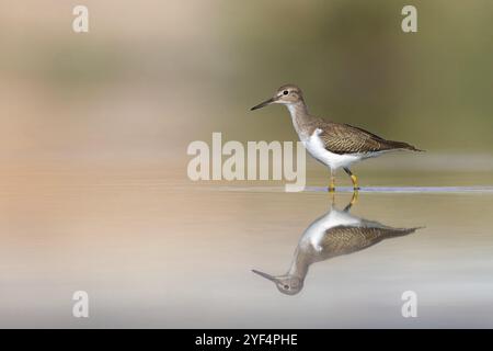 Sandpiper, Sandpiper (Actitis hypoleuco), Biotope, Habitat, Nahrungssuche, Raysut, Salalah, Dhofar, Oman, Asien Stockfoto