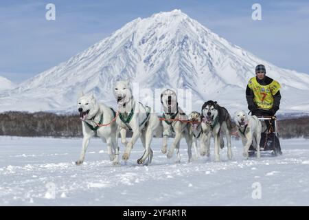 KAMTSCHATKA HALBINSEL, RUSSLAND, 25. Februar 2017: Running Schlittenhund Team Alaskan Husky Musher Alexey Sitnikov auf Hintergrund Korjak Vulkan. Kamtschatka Schlittenhund Stockfoto