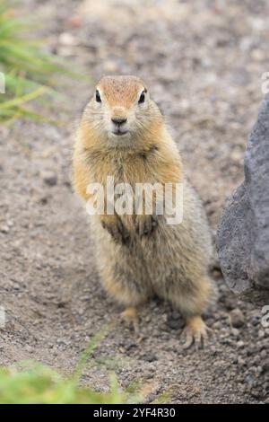 Nahaufnahme eines kuriosen arktischen Bodenhörnchens, Tier steht auf seinen Hinterbeinen und blickt sorgfältig in die Kamera. Wildtier der Gattung Nagetiere der Art s Stockfoto