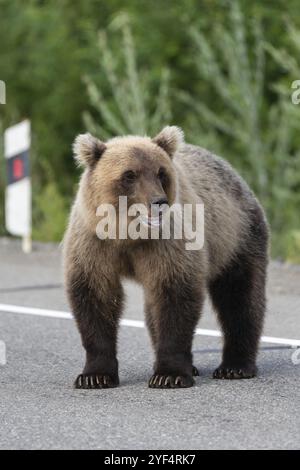 Wilden jungen Hungrigen und schrecklichen Kamtschatka brauner Bär brauner Bär (Osteuropa) stehend auf Asphaltstraße, schwer atmend, Sniffing und um. Eur Stockfoto