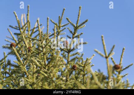 Natürliche immergrüne Äste mit Konen des Weihnachtsbaumes im Kiefernwald. Schöne Tannenzweige bereit für festliche Ornamente für frohes neues Jahr, Weihnachten, ho Stockfoto