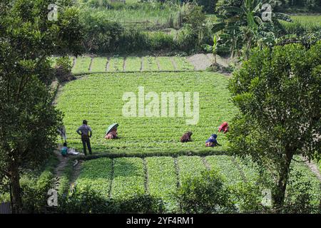 Arbeitnehmerinnen im Gemüseanbau Stockfoto