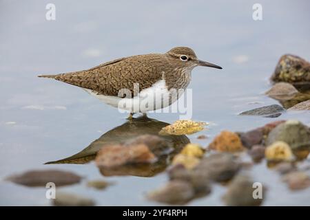 Sandpiper, Sandpiper (Actitis hypoleuco), Biotope, Habitat, Nahrungssuche, Lesbos, Griechenland, Europa Stockfoto