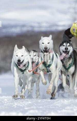 KAMTSCHATKA HALBINSEL, RUSSLAND, 25. Februar 2017: Running Schlittenhund Team Alaskan Husky Kamtschatka Musher Sitnikov Alexey. Kamtschatka Schlittenhund Racing Beringia, R. Stockfoto