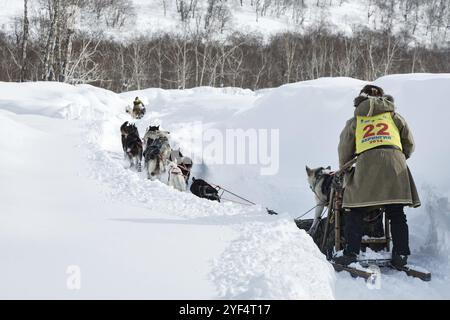 KAMTSCHATKA, RUSSLAND, 3. MÄRZ 2014: Laufhundeteam Kamtschatka Musher Solodikov Valentin. Traditionelles Kamtschatka Hundeschlittenrennen Stockfoto