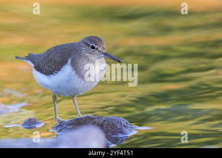 Sandpiper, Sandpiper (Actitis hypoleuco), Biotope, Habitat, Nahrungssuche, Lesbos, Griechenland, Europa Stockfoto