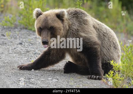 Wild schreckliche Kamtschatka Braunbär (Ursus arctos piscator) sitzen auf Steine mit seiner Zunge heraus und schauen in die Kamera mit hungrigen Augen an. Eu Stockfoto