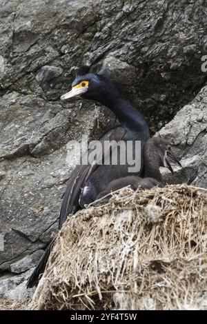 Tierwelt der Kamtschatka Halbinsel: Roter Kormoran (Phalacrocorax urile), der im Nest auf einer Klippe sitzt. Russland, Fernost, Kamtschatka Stockfoto