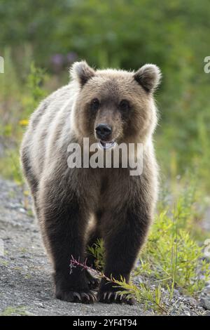 Schreckliche wilde Kamtschatka Braunbär (Ursus arctos piscator) Walking im Sommer Wald und Suchen auf der Suche nach Nahrung. Eurasien, Russischen Fernen Osten, Stockfoto