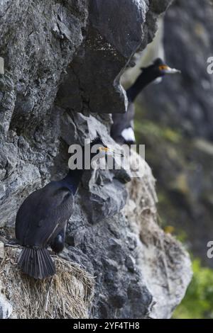 Natur von Kamtschatka: Roter Kormoran (Phalacrocorax urile), der im Nest auf einer Klippe sitzt. Russland, Fernost, Kamtschatka Halbinsel Stockfoto