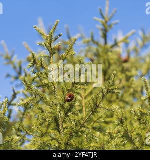 Immergrüne Zweige mit Konen des Weihnachtsbaumes in Kiefernwald auf blauem Himmel sonnigen Tag. Selektiver Weichfokus im Vordergrund. Naturtannenzweige r Stockfoto