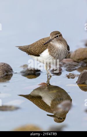 Sandpiper, Sandpiper (Actitis hypoleuco), Biotope, Habitat, Nahrungssuche, Lesbos, Griechenland, Europa Stockfoto