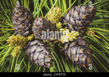 Blick von oben auf die Kegel der immergrünen sibirischen Zwergkiefer (Pinus pumila). Nahaufnahme natürlicher floraler Hintergrund, Weihnachtsgeist Stockfoto