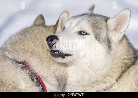 Porträt zweier Hunde Husky Rasse vor Wintersportwettbewerben Kamtschatka Kids Championship Schlittenhund Racing Dyulin Beringia. Halbinsel Kamtschatka, Ru Stockfoto