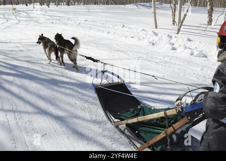 PETROPAVLOVSK KAMTSCHATSKI STADT, KAMTSCHATKA HALBINSEL, RUSSISCHER FERNOST, 23. Februar 2017: Kamtschatka Kinderwettbewerbe Schlittenhund Rennen Dyulin (Beringia). Runn Stockfoto