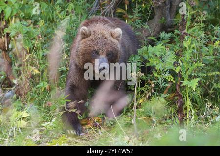 Wilder Kamtschatka-Braunbär in natürlicher Umgebung mit Blick aus dem Sommerwald. Kamtschatka Halbinsel, Reiseziele für die Beobachtung wilder Raubtiere in Stockfoto