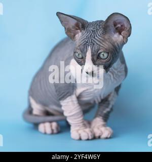 Reinrassige zweifarbige Sphynx-Katze, die auf blauem Hintergrund sitzt und nach unten schaut. Porträt des freundlichen Vollblüters, kanadischer Sphynx Kitten Two-mont Stockfoto