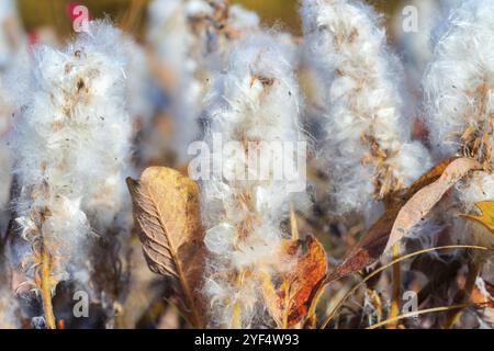 Salix arctica, arktische Weide, winzige Kriechweidenfamilie Salicaceae, niedrig pubertierender Sträucher, mit seidigen und silbrigen Haaren. Nahaufnahme der Pflanze, Growi Stockfoto