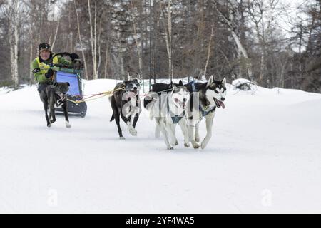 ESSO VILLAGE, KAMTSCHATKA, RUSSLAND, 8. MÄRZ 2013: Laufendes Hundeschlittenteam Kamtschatka Musher Andrej Semashkin. Kamtschatka Extreme Hundeschlittenrennen Beringia. E Stockfoto