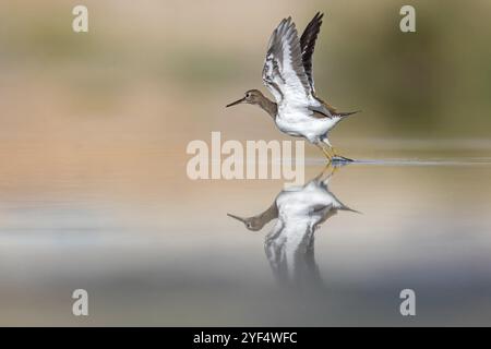 Sandpiper, Sandpiper (Actitis hypoleuco), Biotope, Habitat, Nahrungssuche, Raysut, Salalah, Dhofar, Oman, Asien Stockfoto