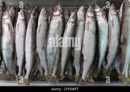 Eingestellt von gefrorenem Fisch roch mit silbernen Schuppen im Gefrierschrank bei Seafood Market. Close-up flache Ansicht. Konzept: gesunde Ernährung, lecker, Seafood Market, Asien Stockfoto