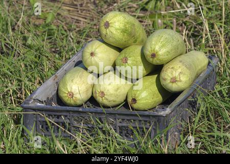 Gruppe von natürlichen, grünen Bio zucchini Zucchini, Gurke, Sommer eco Gemüse, frisch fröhlich auf landwirtschaftlichen Betrieb liegen in alten schwarzen Bo geerntet Stockfoto