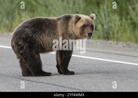 Wilden jungen schreckliche und hungrigen Östlichen brauner Bär brauner Bär (Kamtschatka) stehend auf Asphaltstraße, schwer atmend, Sniffing und um. Eur Stockfoto