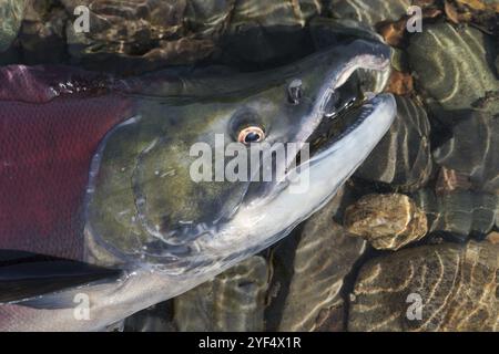 Wilder Rotlachsfisch Sickeye Salmon Oncorhynchus nerka Schwimmen im flachen Wasser im Fluss, atmet stark. Rote Farbe des Pazifischen Lachses beim Laichen Stockfoto