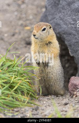 Neugierig arktischen Boden Eichhörnchen, sorgfältig schauen, so dass nicht in die Backen der Raubtiere fallen. Wildes Tier der Gattung Nagetiere der Eichhörnchen Familie. As Stockfoto