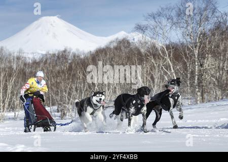 PETROPAVLOVSK, KAMTSCHATKA HALBINSEL, RUSSLAND, 25. Februar 2017: Running Schlittenhund Team (Eurodog, sibirischer Husky, norwegische Halbrasse) Kamtschatka Musher Oreho Stockfoto