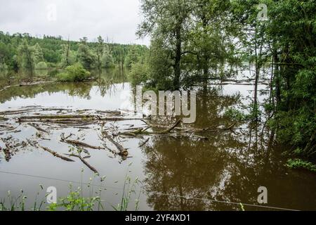 Hochwasser auf einer Weide für Wasserbüffel aufgrund starker Regenfälle und Starkregens, Leutkirch, Baden Württemberg, Deutschland Hochwasser im Allgäu *** Hochwasser auf einer Weide für Wasserbüffel aufgrund starker Regenfälle und Starkregens, Leutkirch, Baden Württemberg, Deutschland Hochwasser im Allgäu Stockfoto