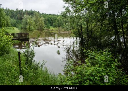 Hochwasser auf einer Weide für Wasserbüffel aufgrund starker Regenfälle und Starkregens, Leutkirch, Baden Württemberg, Deutschland Hochwasser im Allgäu *** Hochwasser auf einer Weide für Wasserbüffel aufgrund starker Regenfälle und Starkregens, Leutkirch, Baden Württemberg, Deutschland Hochwasser im Allgäu Stockfoto