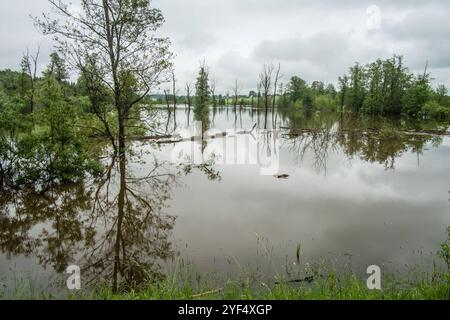 Hochwasser auf einer Weide für Wasserbüffel aufgrund starker Regenfälle und Starkregens, Leutkirch, Baden Württemberg, Deutschland Hochwasser im Allgäu *** Hochwasser auf einer Weide für Wasserbüffel aufgrund starker Regenfälle und Starkregens, Leutkirch, Baden Württemberg, Deutschland Hochwasser im Allgäu Stockfoto