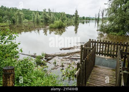 Hochwasser auf einer Weide für Wasserbüffel aufgrund starker Regenfälle und Starkregens, Leutkirch, Baden Württemberg, Deutschland Hochwasser im Allgäu *** Hochwasser auf einer Weide für Wasserbüffel aufgrund starker Regenfälle und Starkregens, Leutkirch, Baden Württemberg, Deutschland Hochwasser im Allgäu Stockfoto