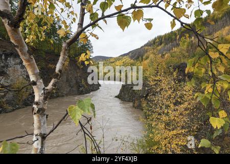 Herbstlandschaft in Kamtschatka: Gebirgsfluss, der zwischen dem roky-Berg durch den bunten Wald fließt. Kamtschatka Halbinsel, Russischer Fernost, Eurasien Stockfoto