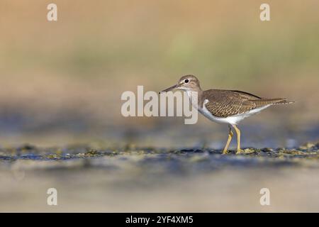 Sandpiper, Sandpiper (Actitis hypoleuco), Biotope, Habitat, Nahrungssuche, Raysut, Salalah, Dhofar, Oman, Asien Stockfoto