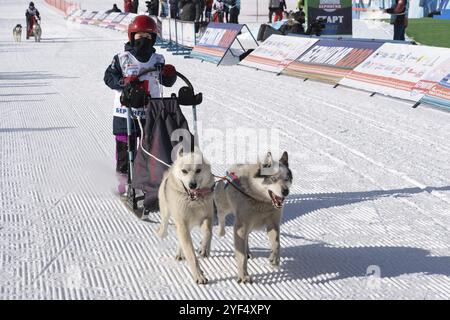 PETROPAVLOVSK KAMTSCHATSKI STADT, KAMTSCHATKA HALBINSEL, RUSSISCHER FERNOST, 21. Februar 2019: Huskyhund-Schlitten durch das Stadion. Kamtschatka Kind Stockfoto