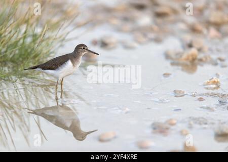 Sandpiper, Sandpiper (Actitis hypoleuco), Biotope, Habitat, Nahrungssuche, Raysut, Salalah, Dhofar, Oman, Asien Stockfoto