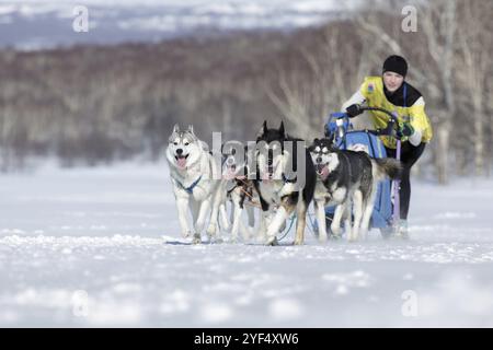 PETROPAVLOVSK, KAMTSCHATKA HALBINSEL, RUSSLAND, 25. Februar 2017: Running Schlittenhund Team Kamtschatka Musher Chiruhina Julia. Kamtschatka Schlittenhund Racing Beringia, Stockfoto