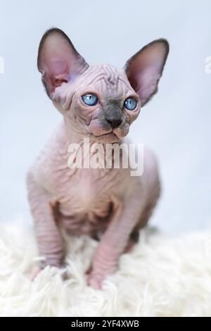 Haarloser kanadischer Sphynx-Kätzchen blauer Nerz mit weißer Farbe mit großen blauen Augen, die auf weißem Teppichhintergrund sitzen. Vorderansicht auf ein hübsches häusliches Kätzchen Stockfoto